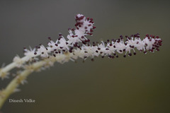 Aponogeton satarensis